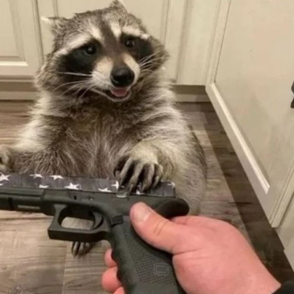 Roxok🍋🦝