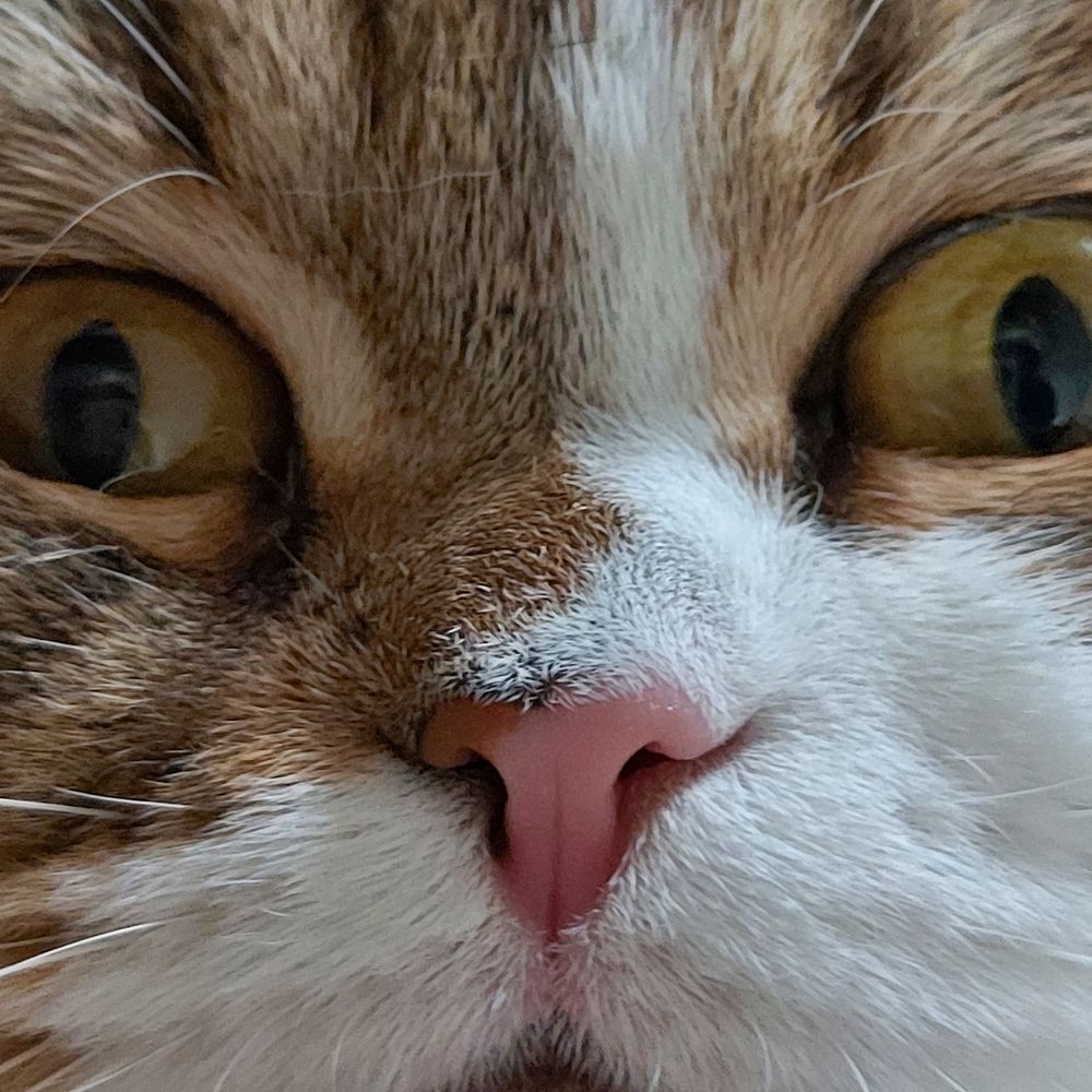 토톨