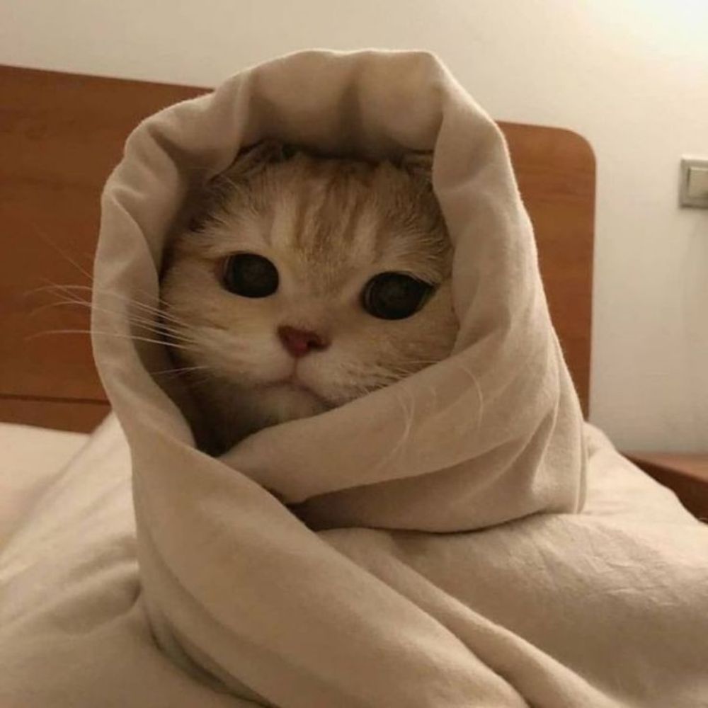 Asunnya