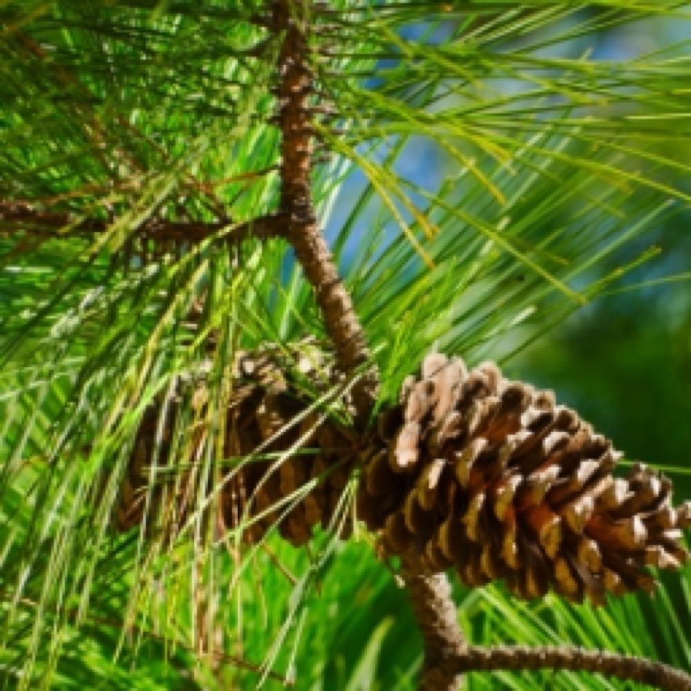 panpinecone 🔞