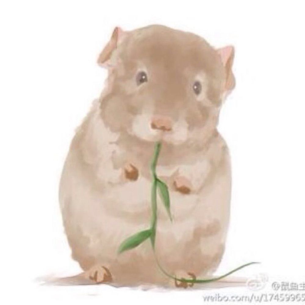 D.Shuyu