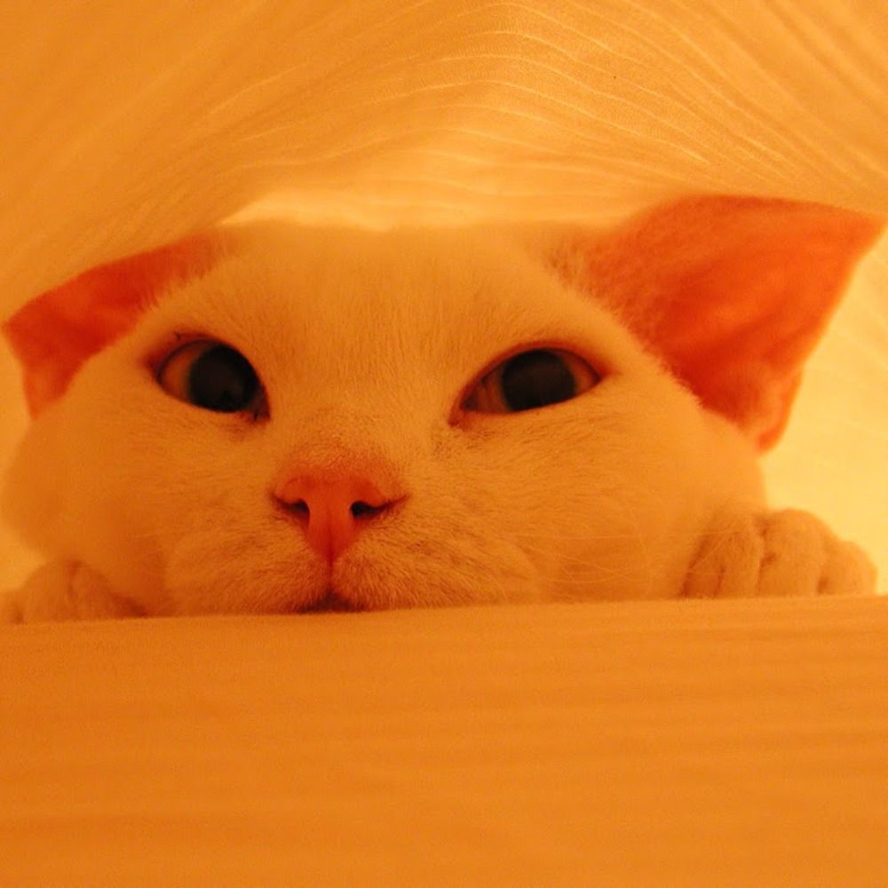 robi 😼🧶