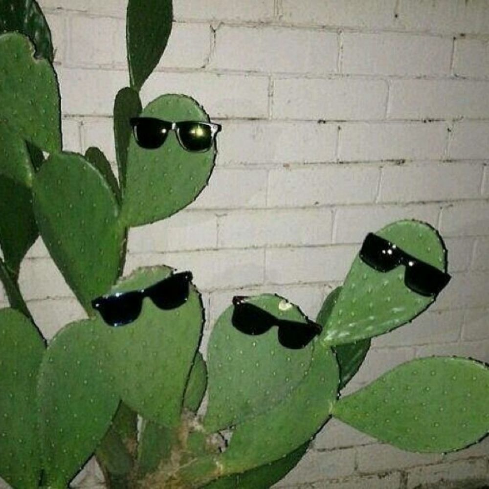 CactusSwag 