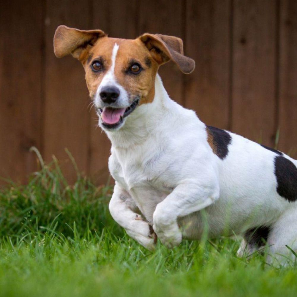 Profile picture jackrusselldog.bsky.social