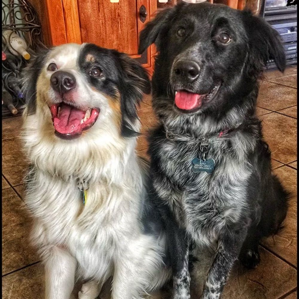MJ Stringer Photo💙🐶📸