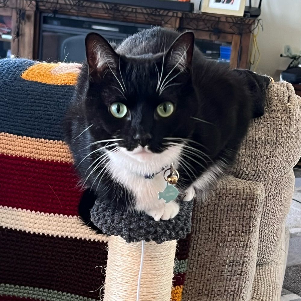 Kitten Mitten Games