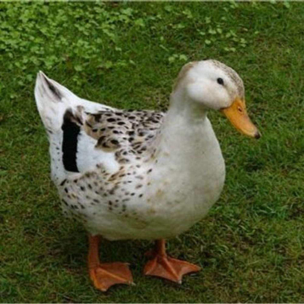 ダック (WoodBassグッチ) @Duck0