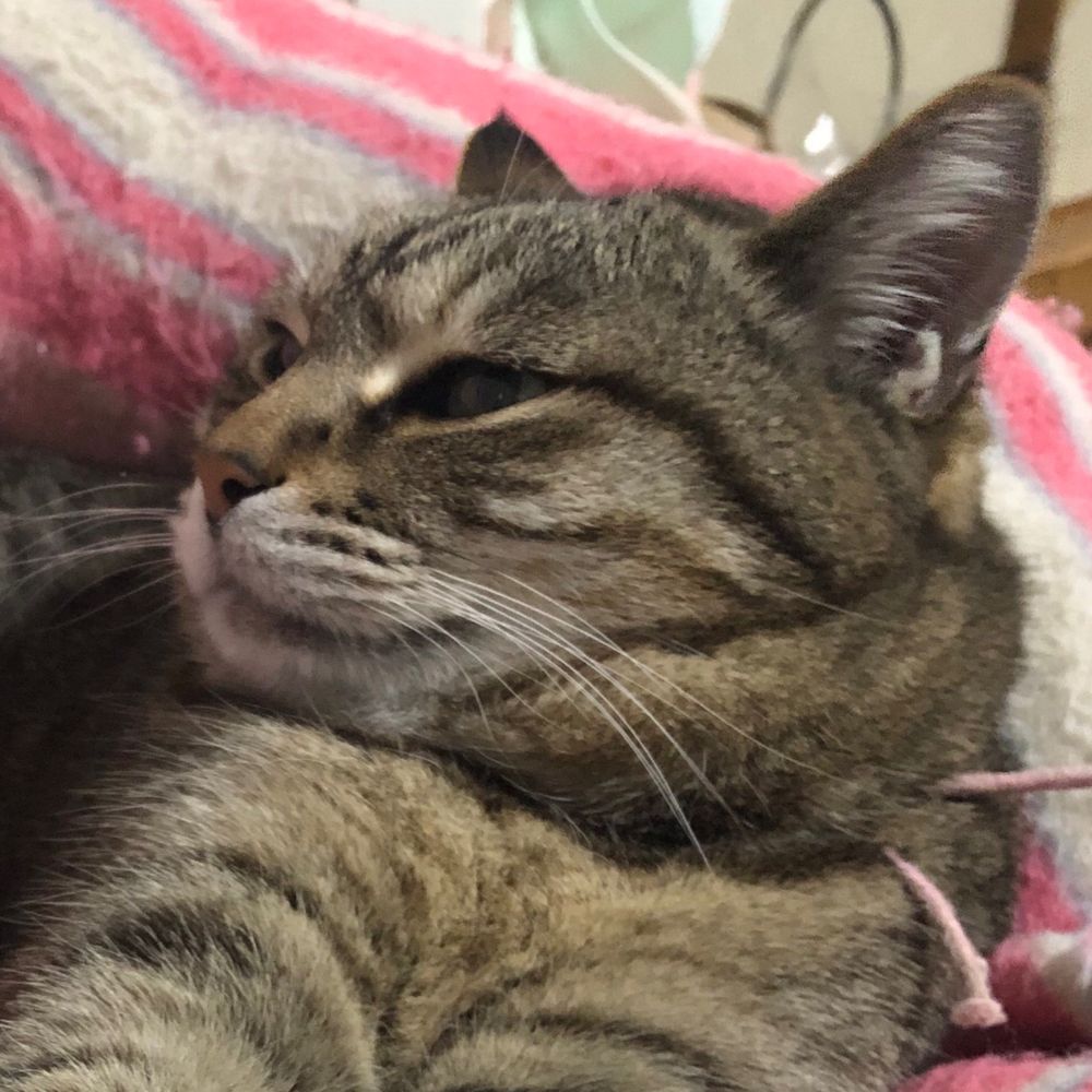 鍋コゲ