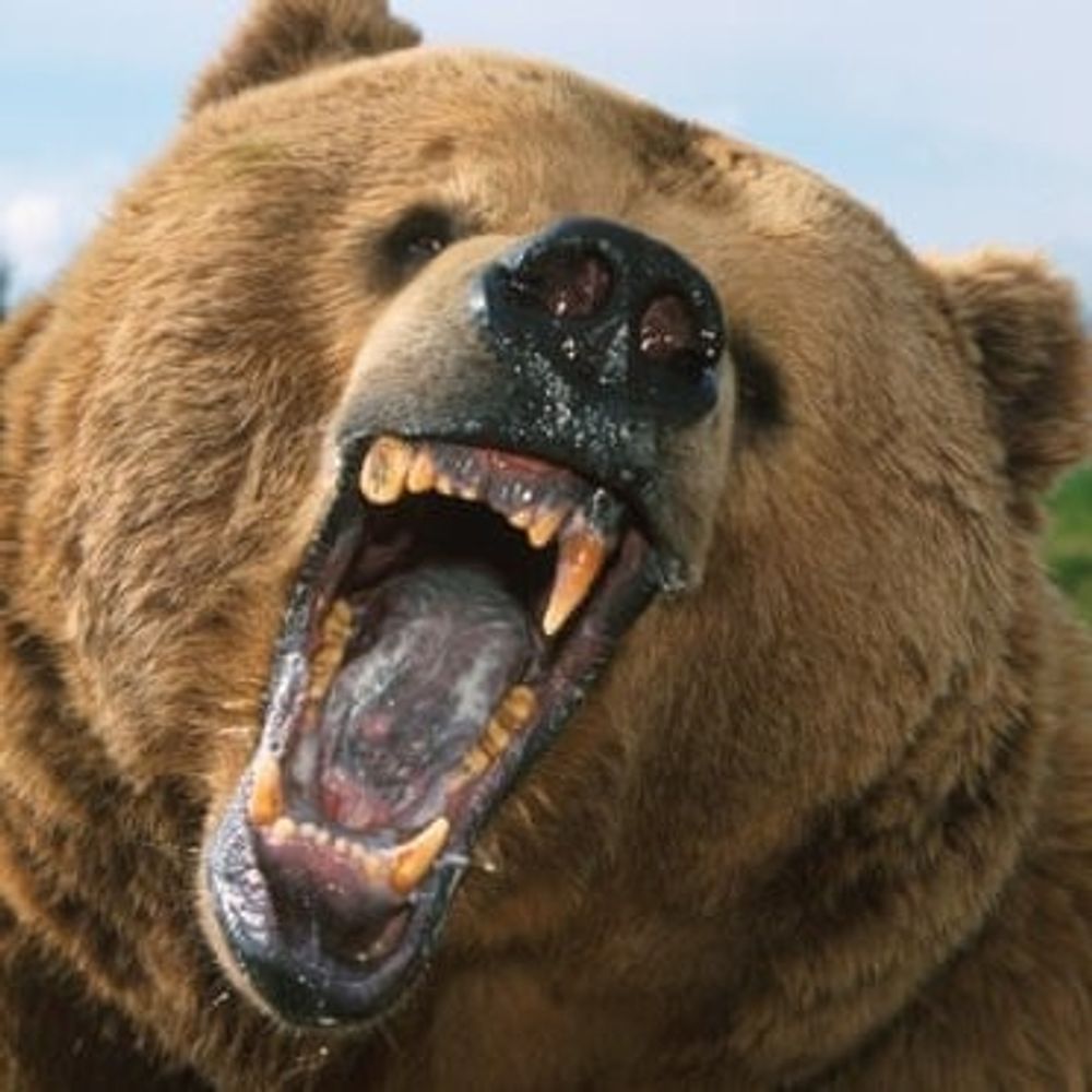 Drunken Bear