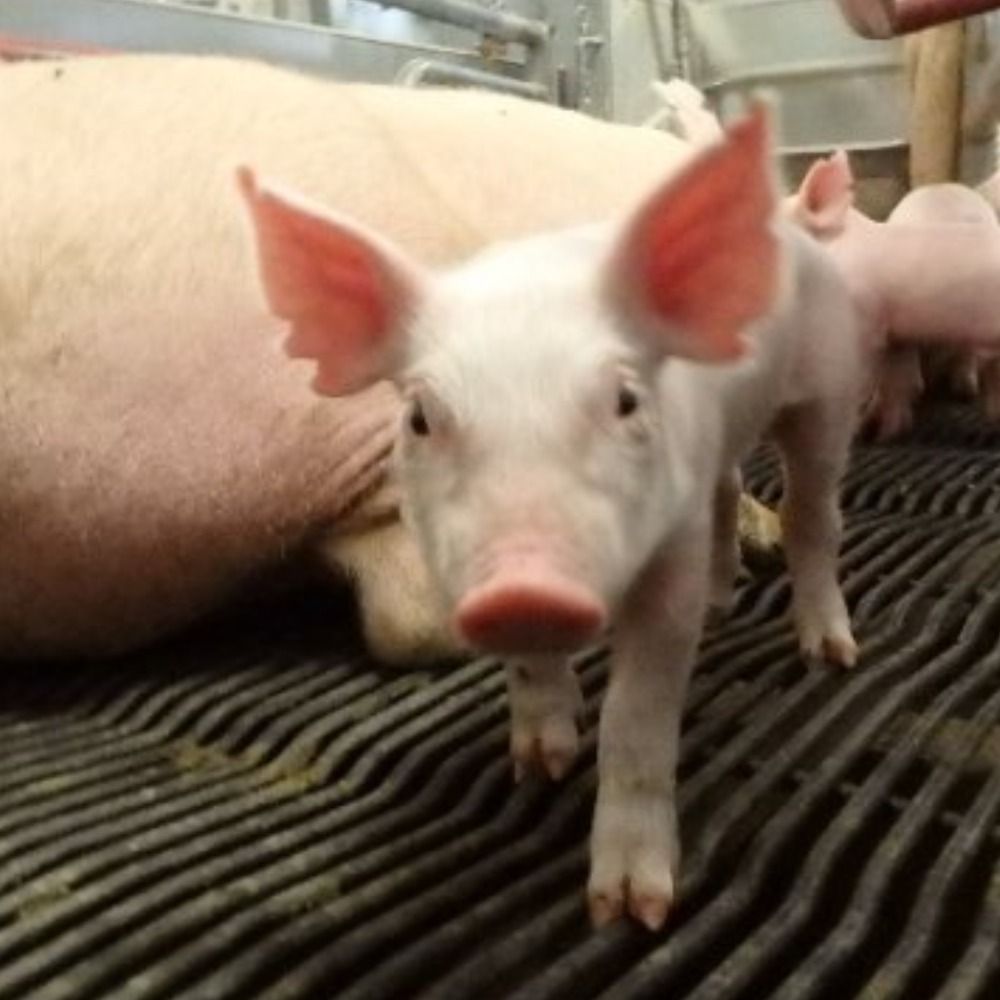 Sask Swine Welfare Research Group