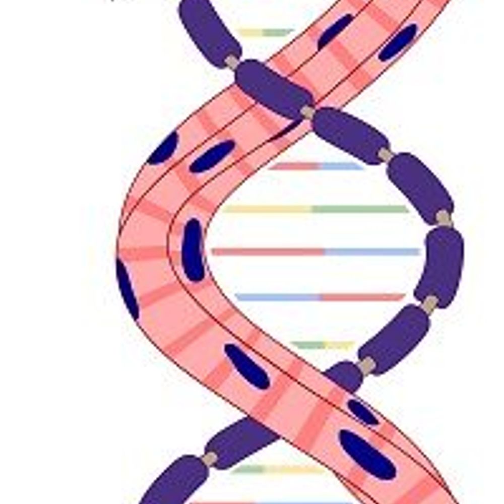 Neuromuscular Disease Research Group