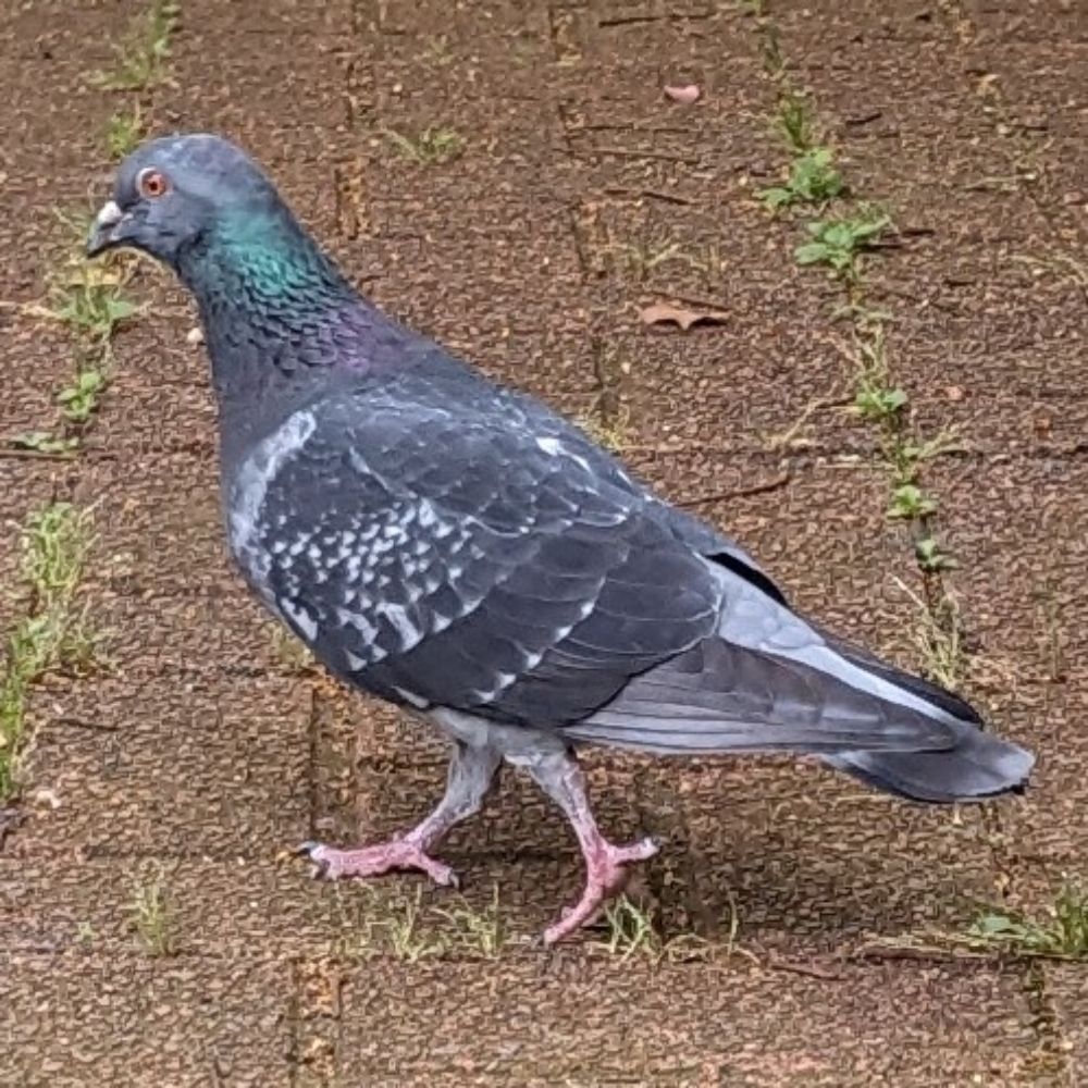 ハト