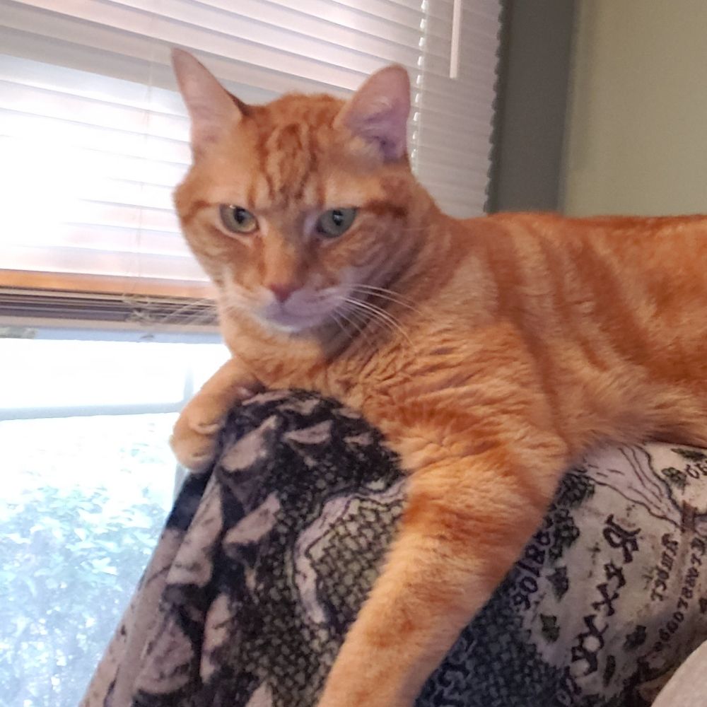 Ragekat