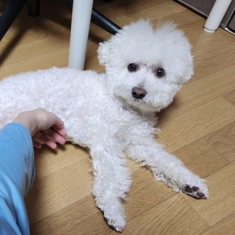 뚜알..