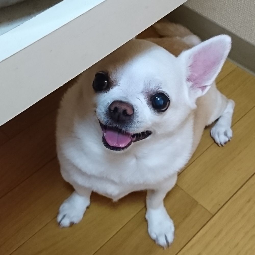 なつめ
