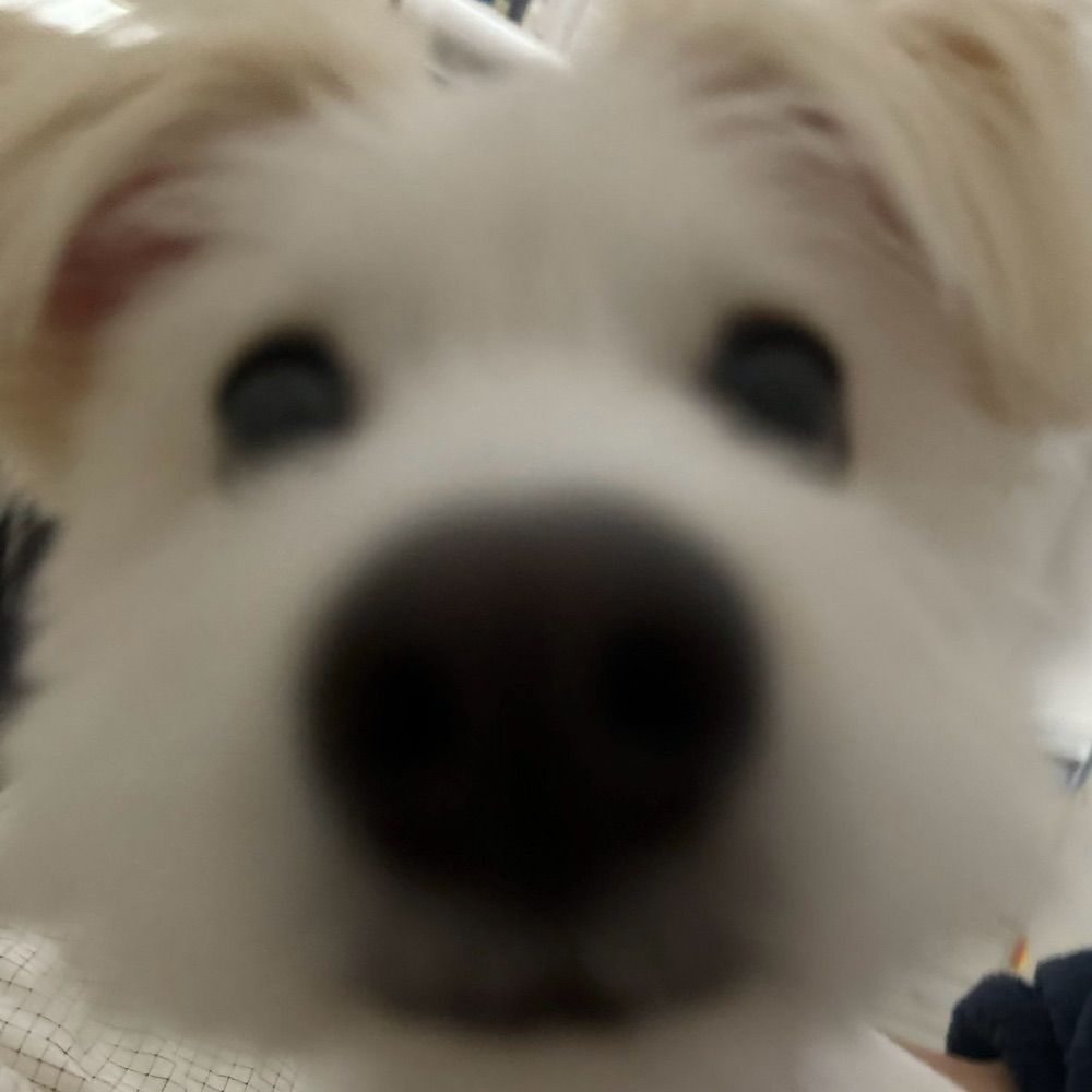 하암