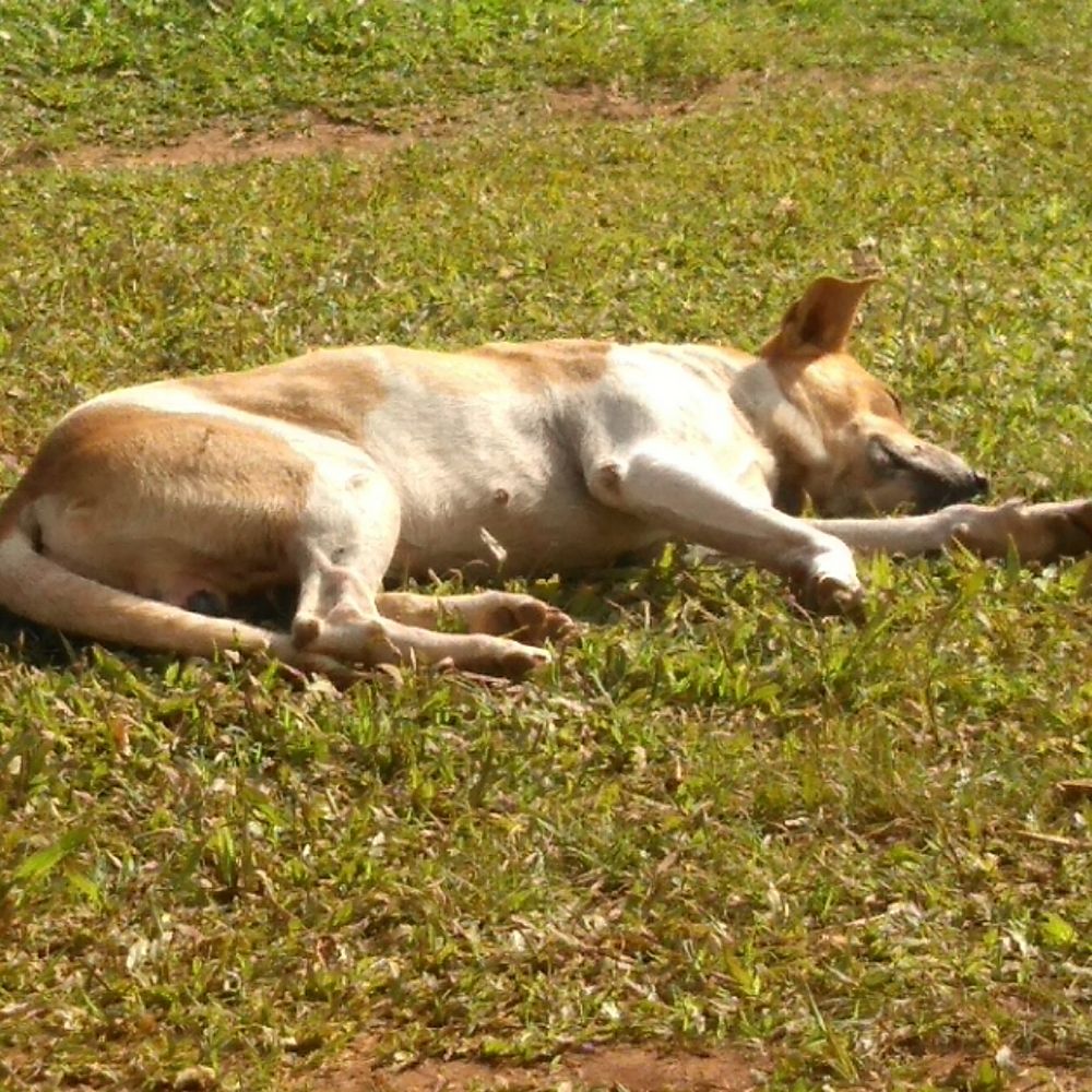 Julius dog shelter