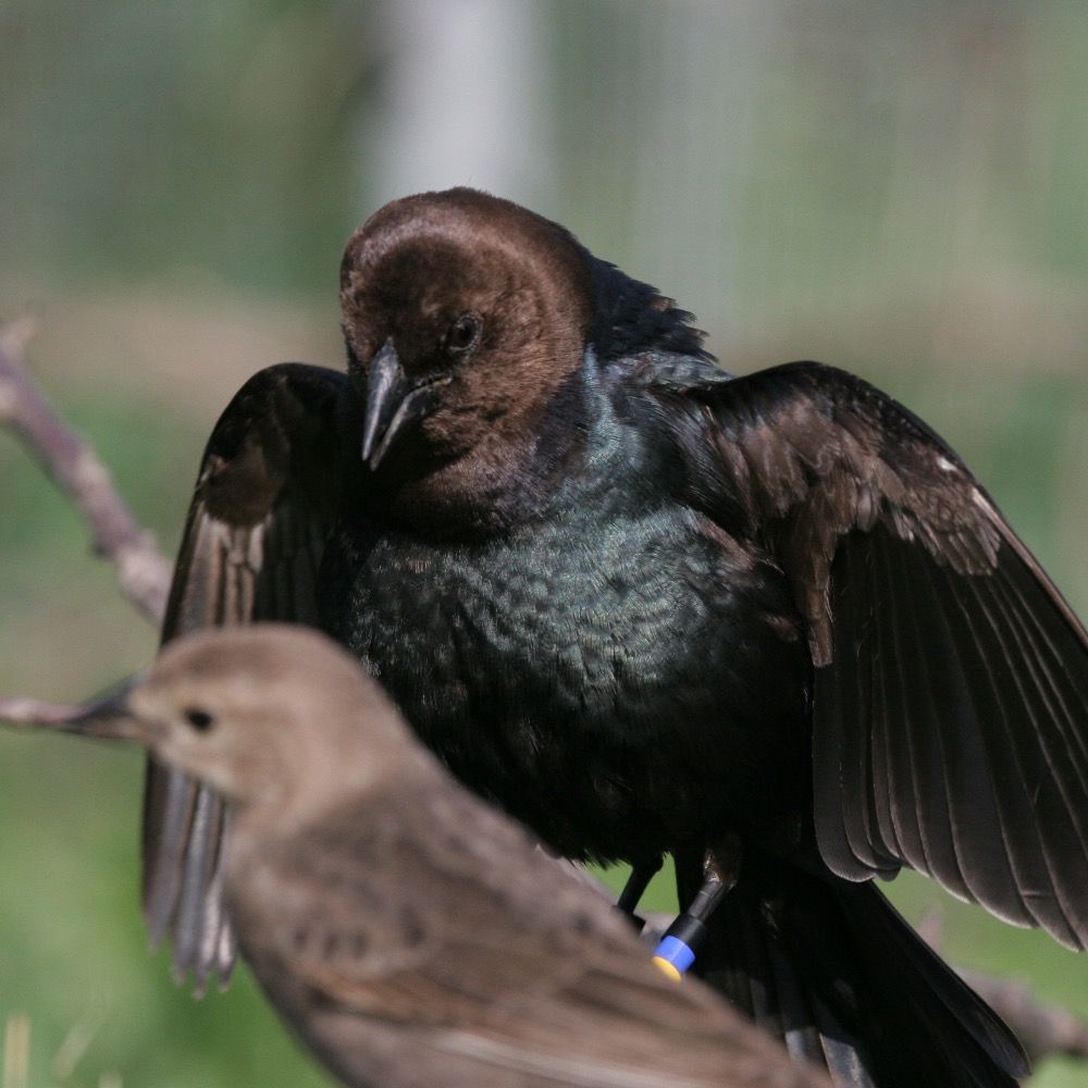 SCHMIDT LAB for Computational Neuroethology @ PENN