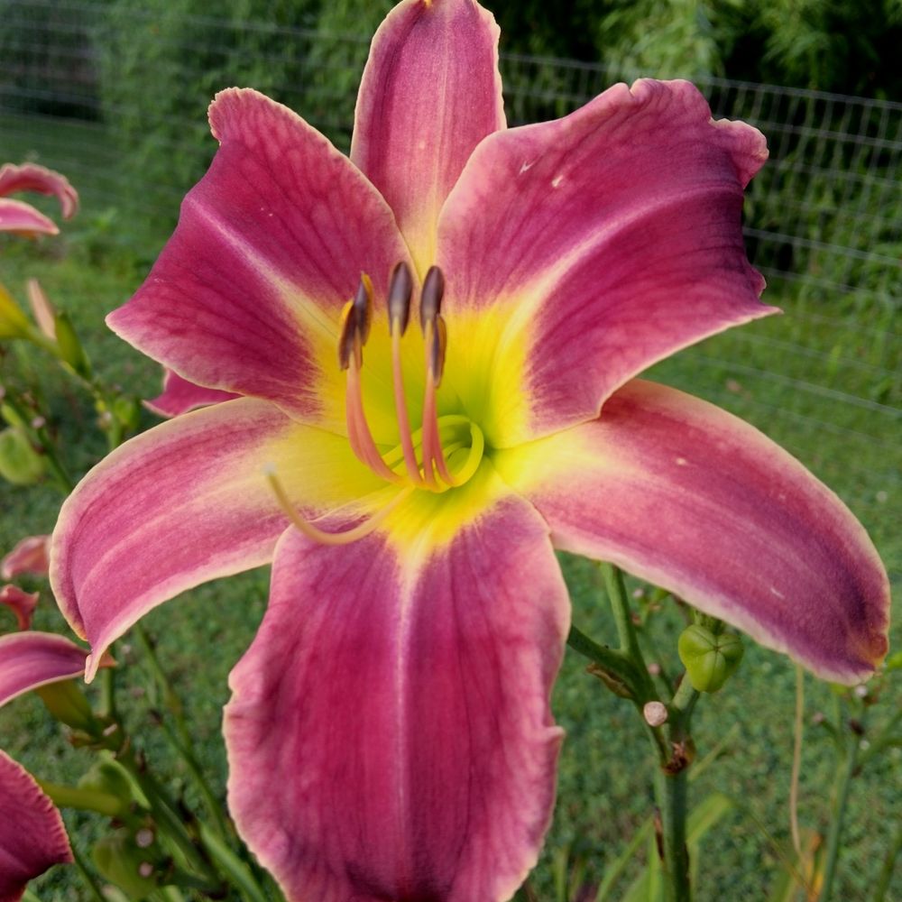 Profile picture sundragondaylilies.bsky.social