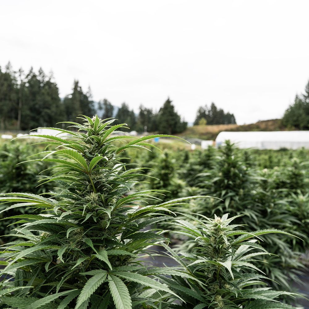Dabble Cannabis Co.