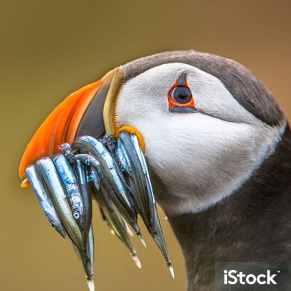 The Puffin