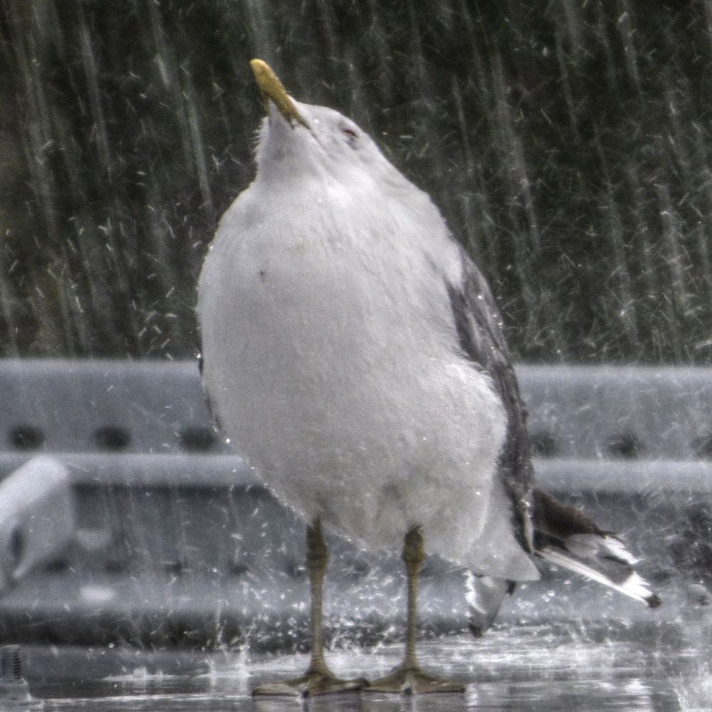 𝓛𝓾𝓸𝓶𝓪