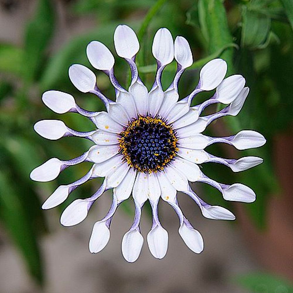 MaLia CeciLia 
