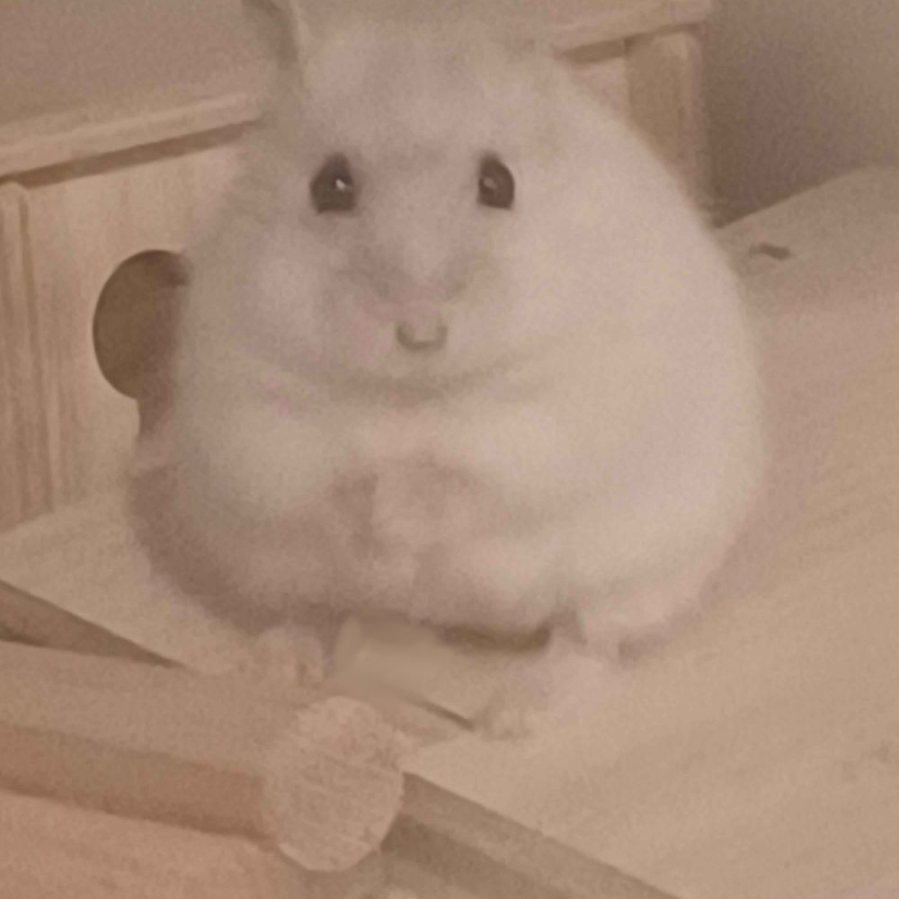 snewy