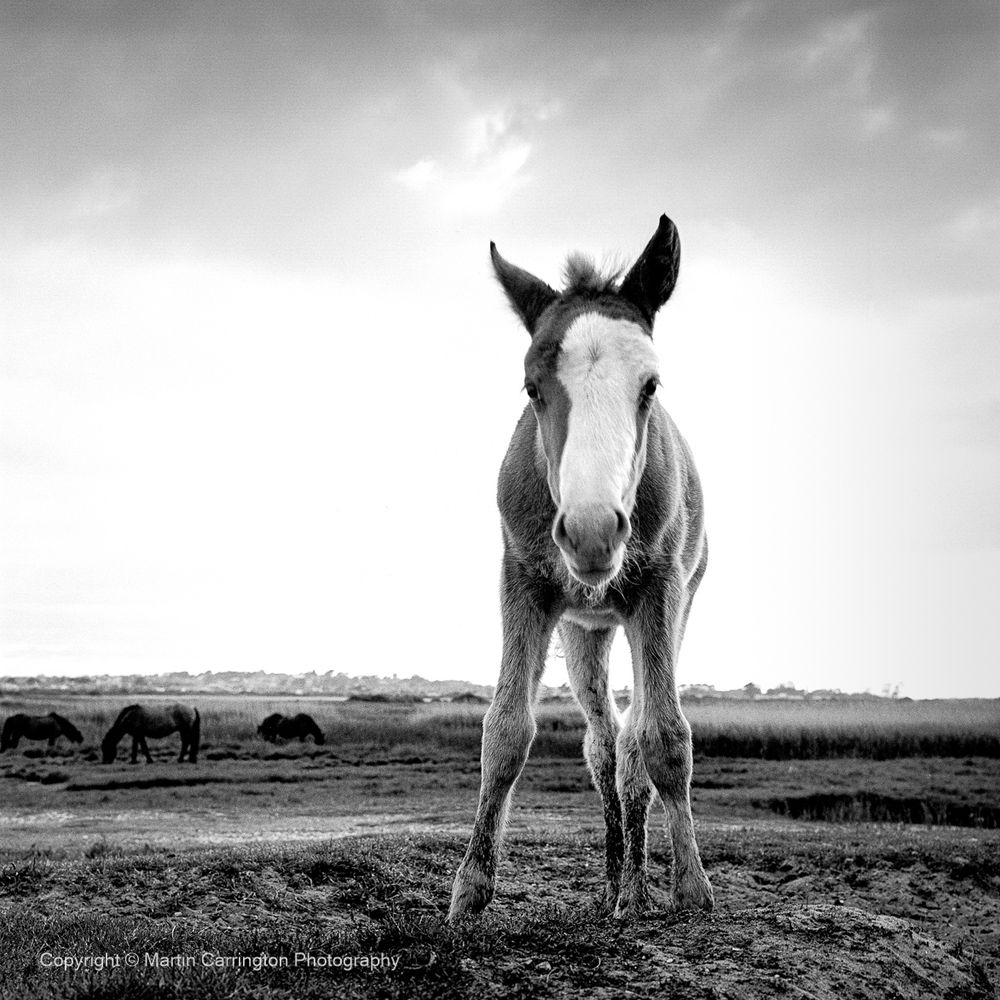 Martin Carrington Photography