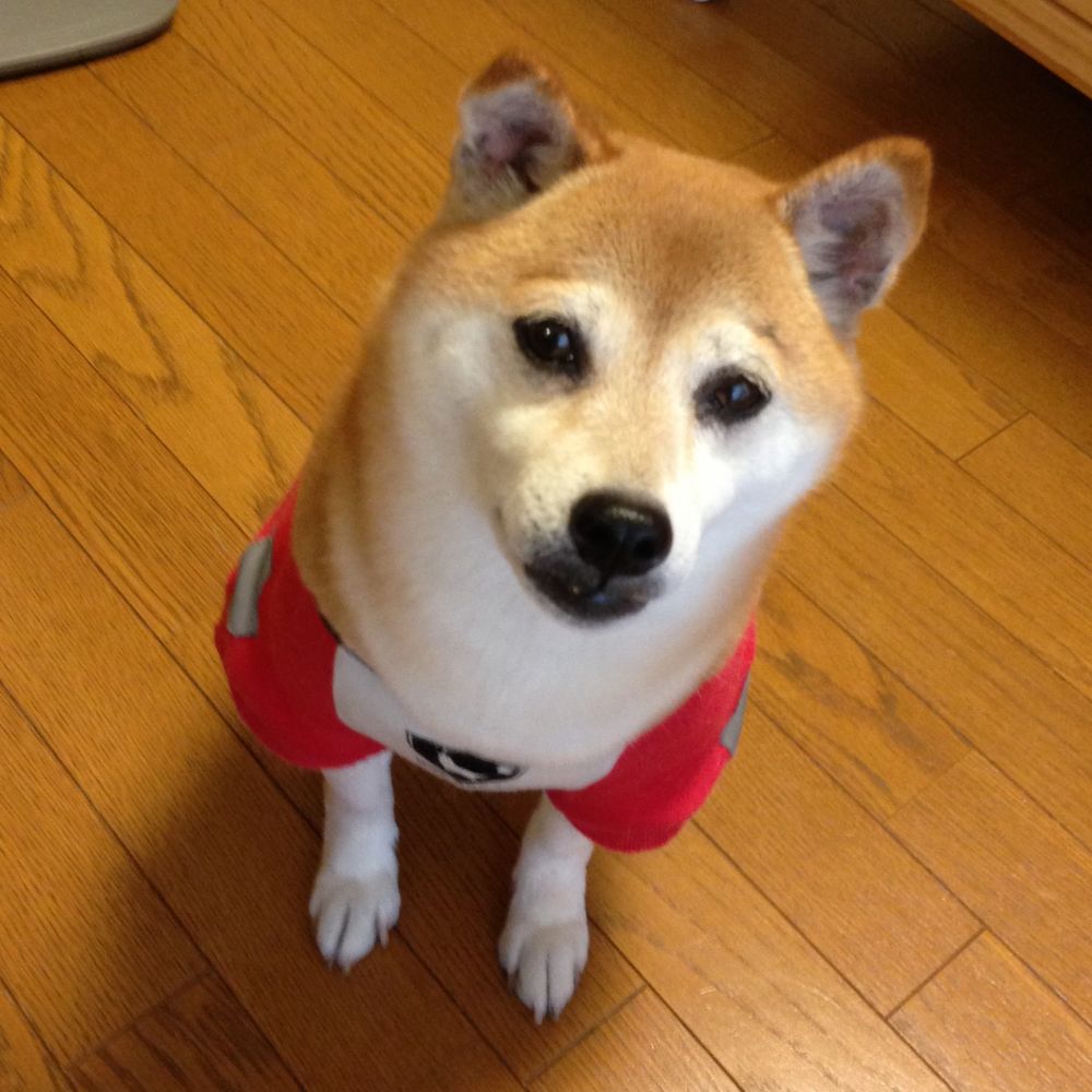 ゆきパパ