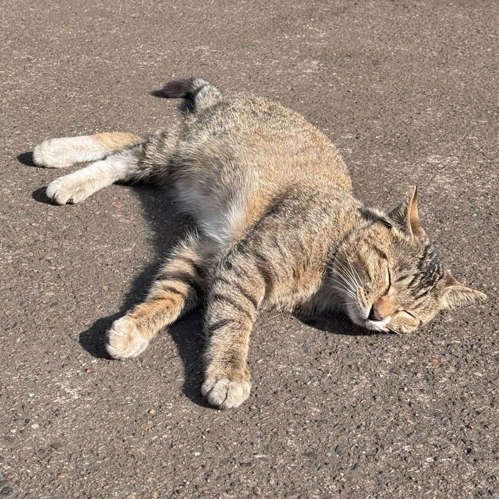 Peggy！Meow