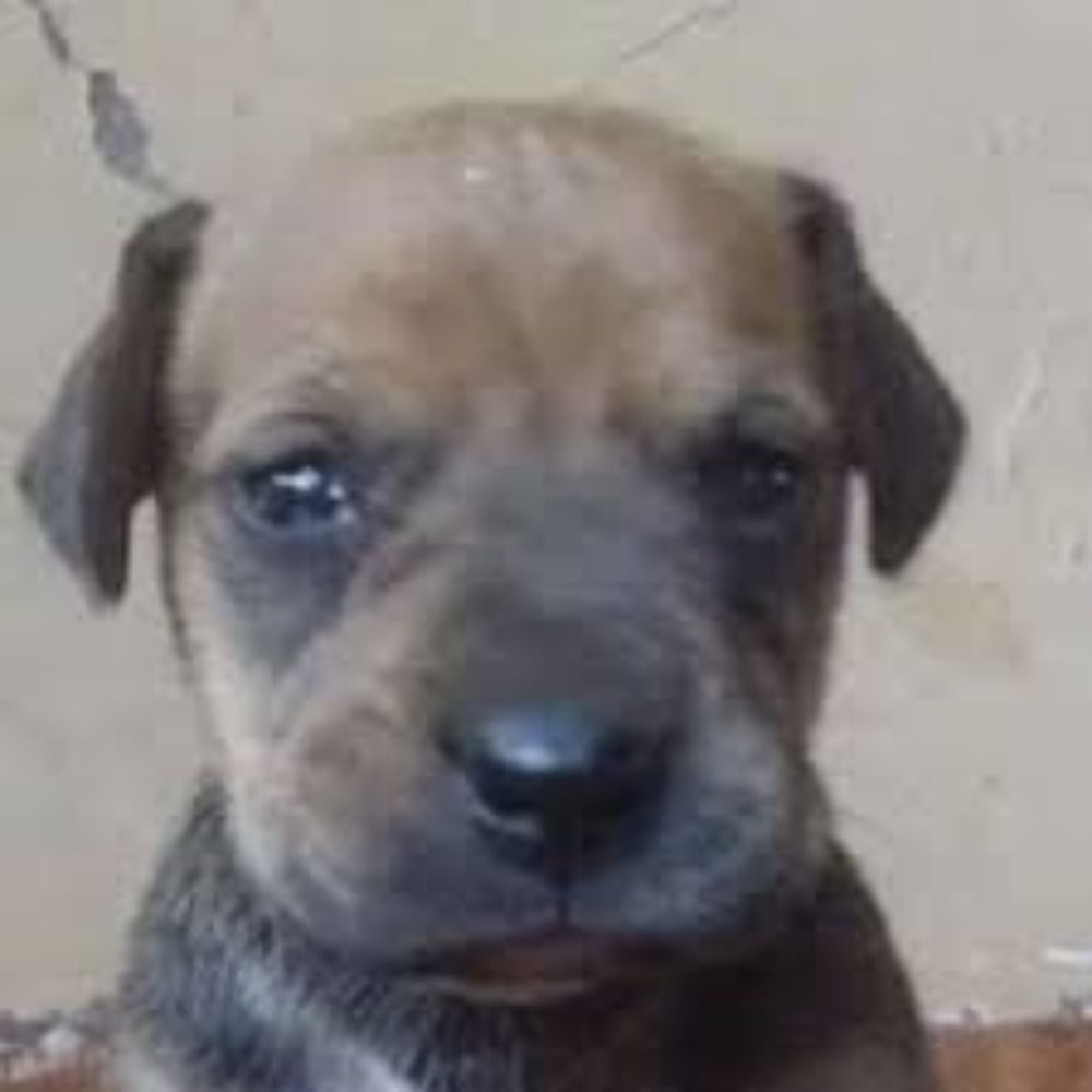 Carloto