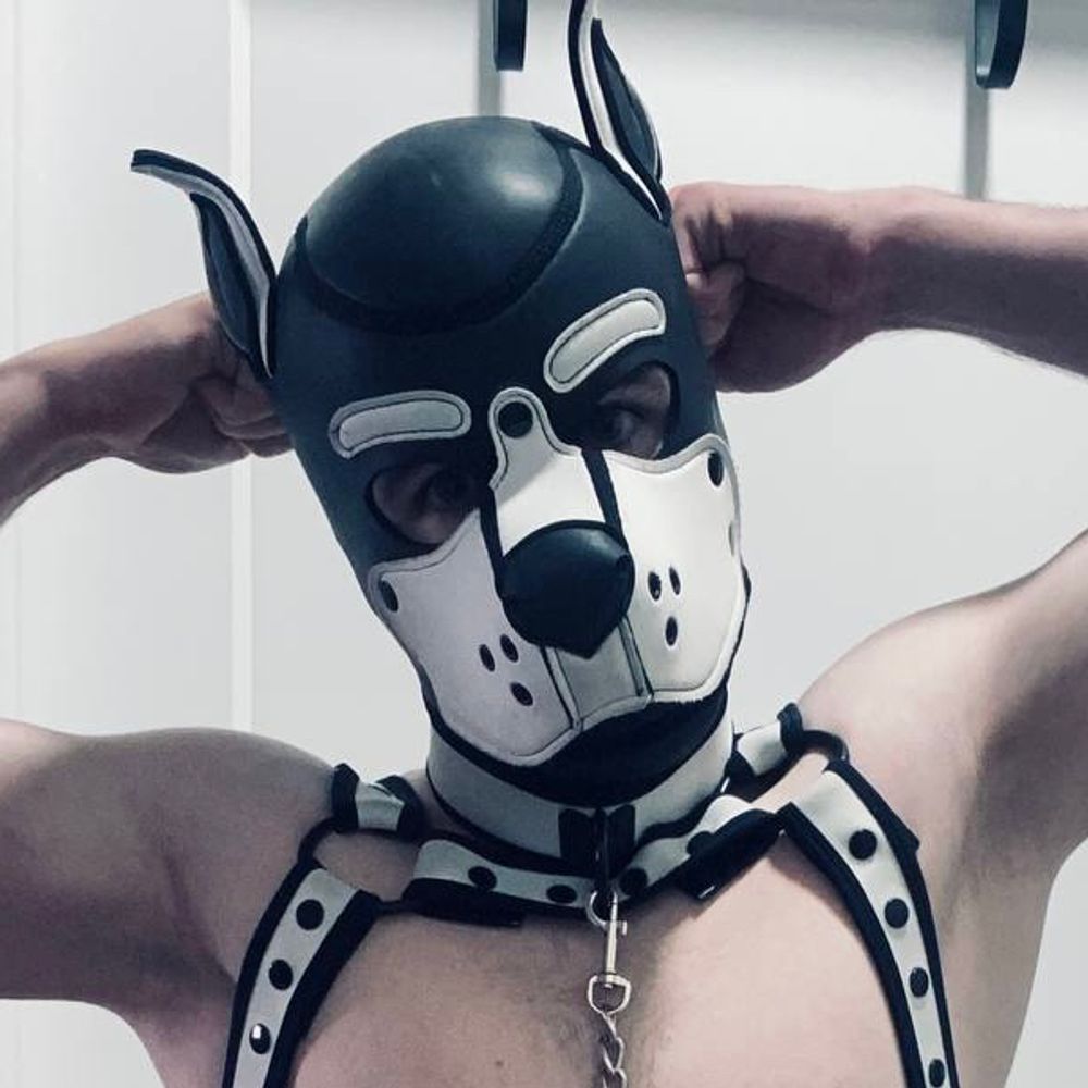 「 Pup Fin シャチ 」