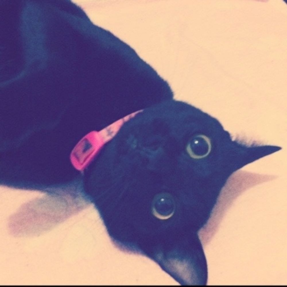 ピコ助(招き猫)