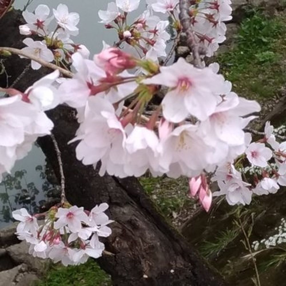 あまさく