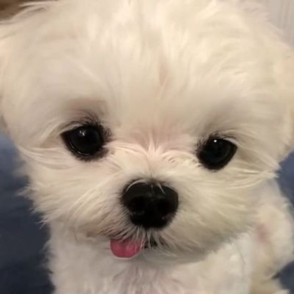 maple 