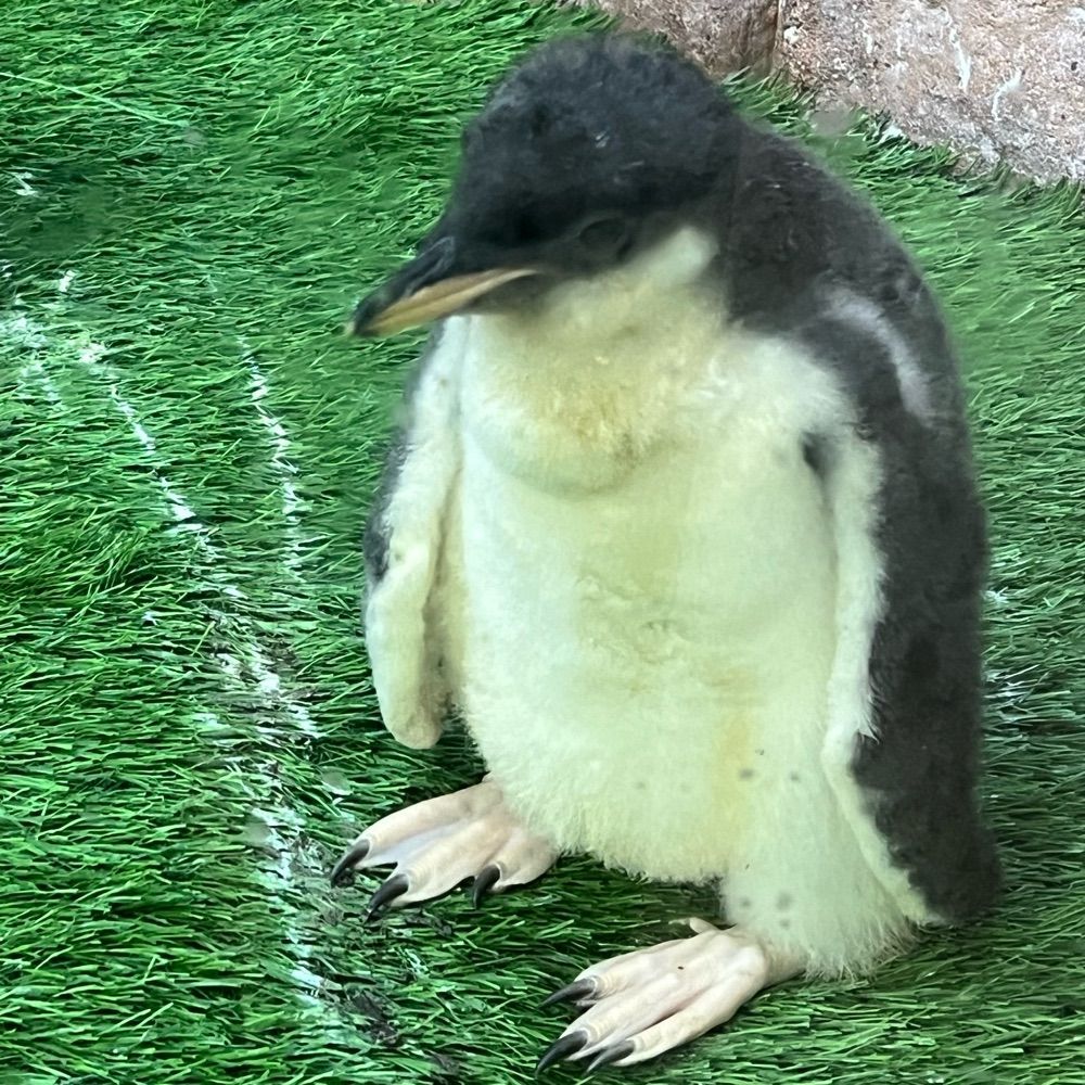 しろ
