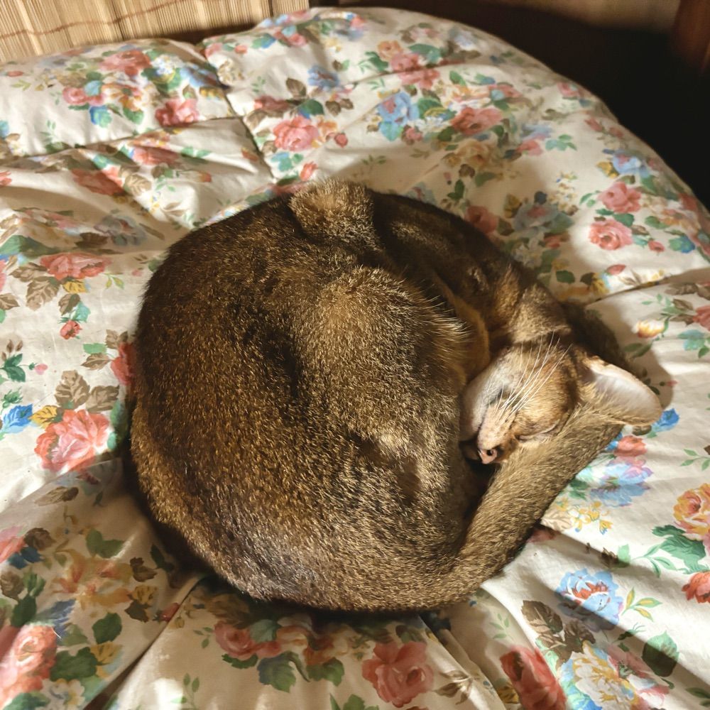 こまこ