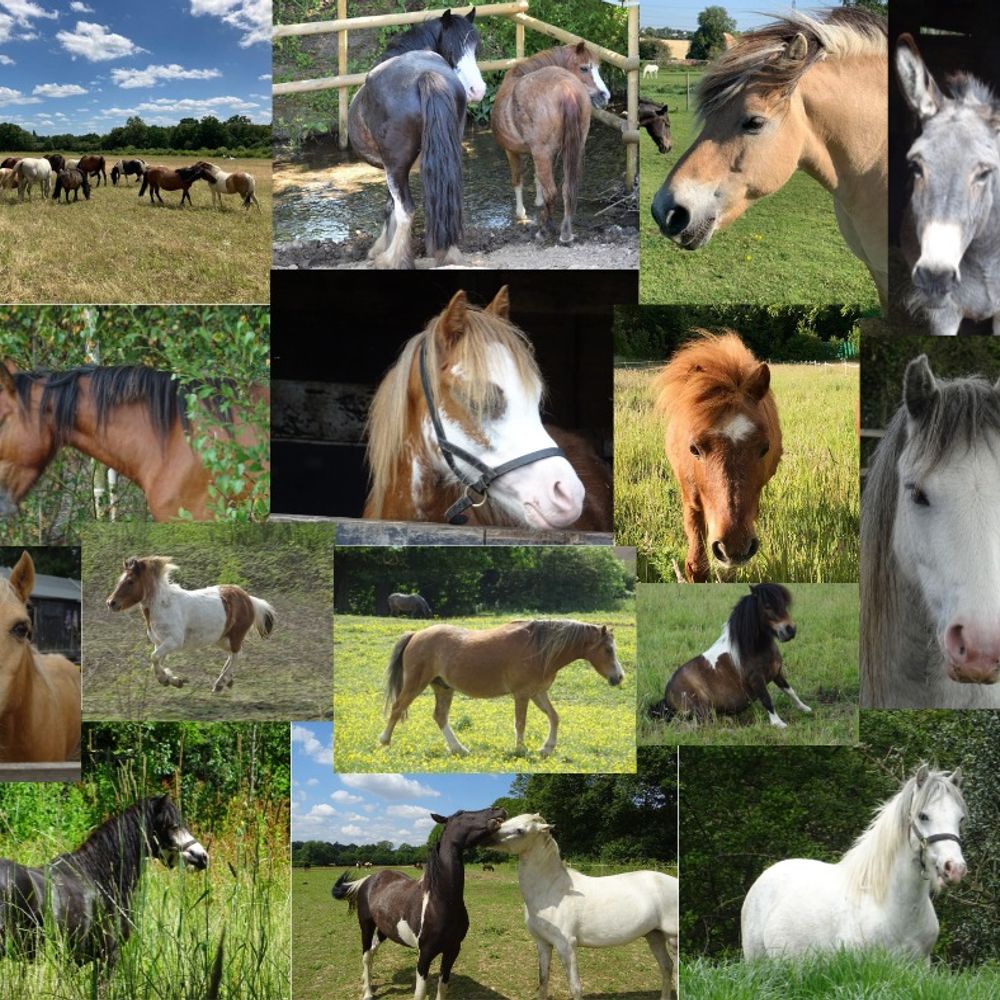 Cecil's Horse Sanctuary