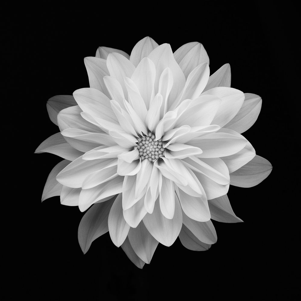 Flower Power 