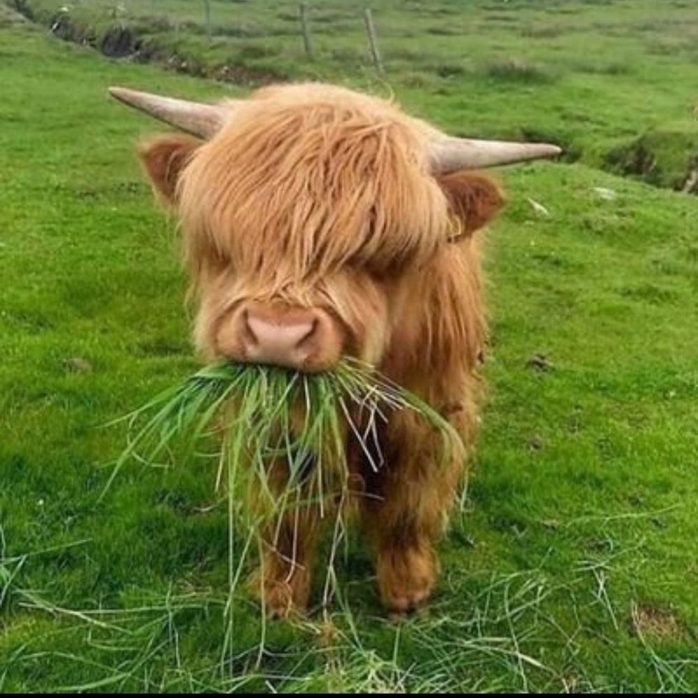 Highland Cattle News