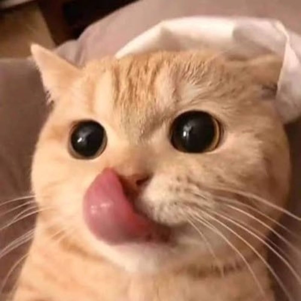 HZ. KEDİ 🐈 