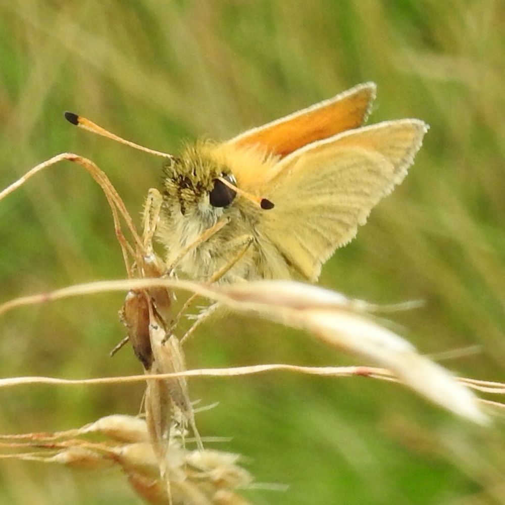 The Cliffe Butterfly Transect