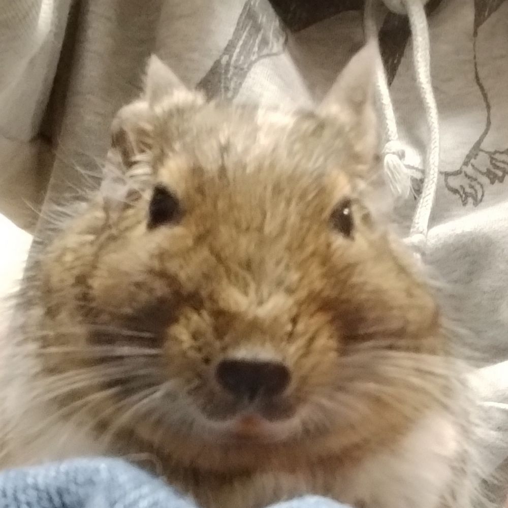 ラテ丸