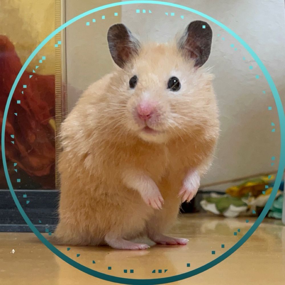 ハムハム🐹はむごろう