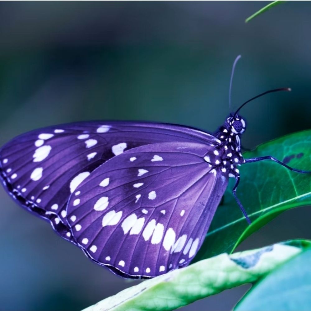 Mariposa