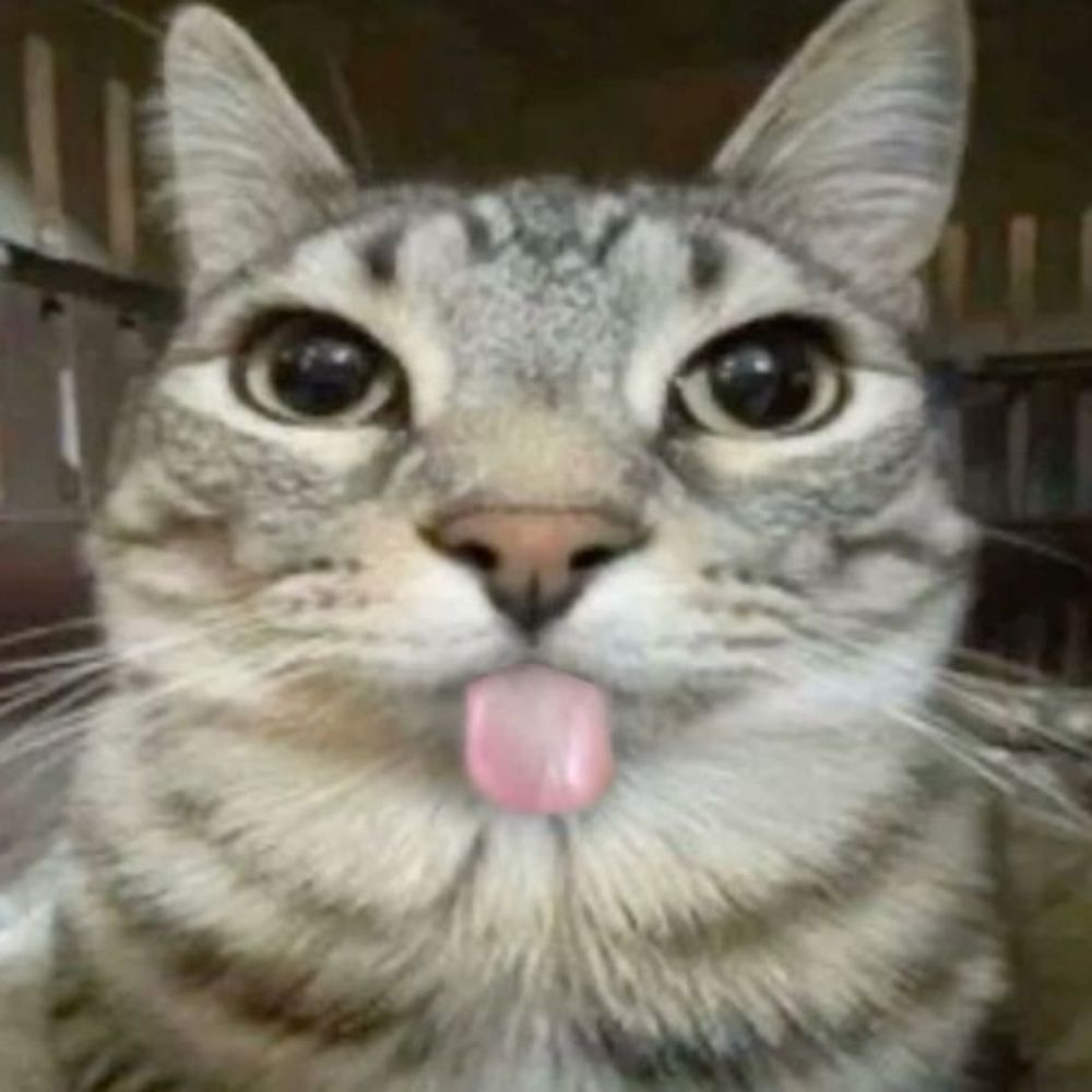 acervo gatinhos fofos engraçados