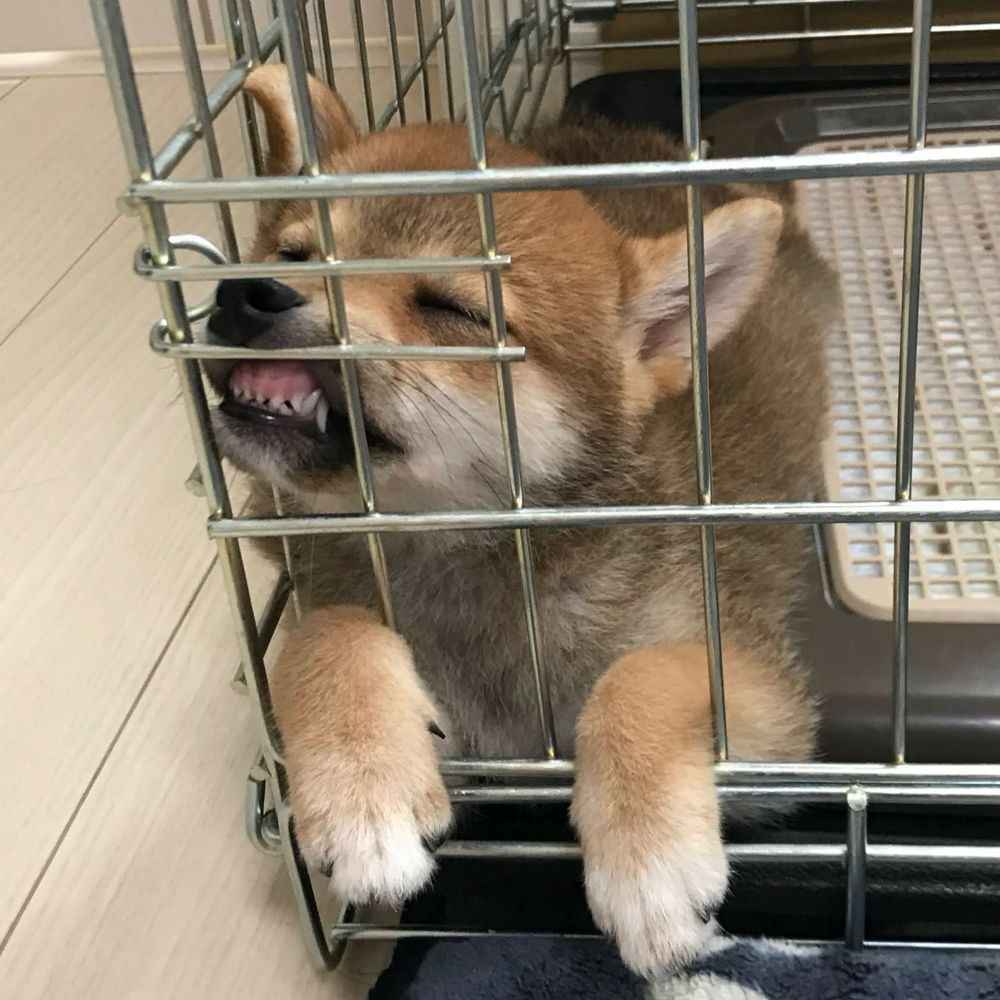 おみゆ