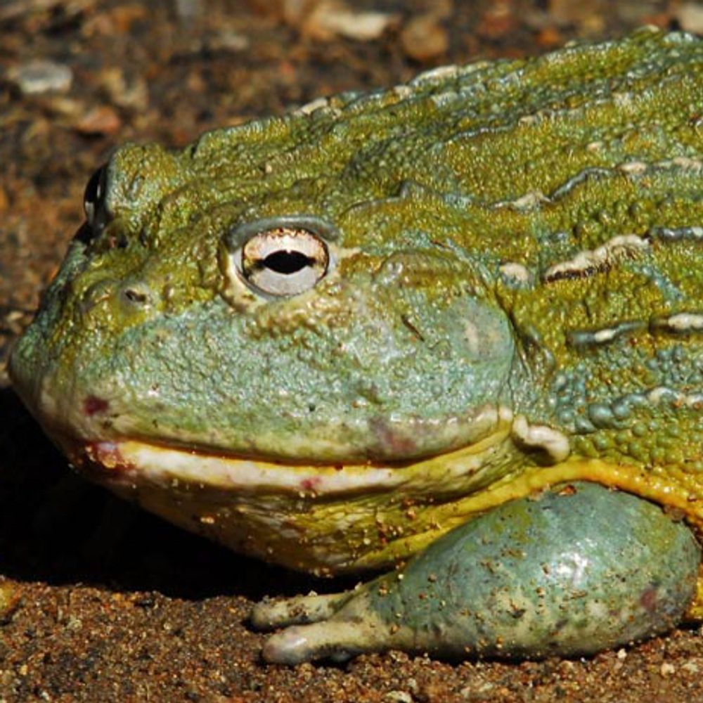 iowa frog