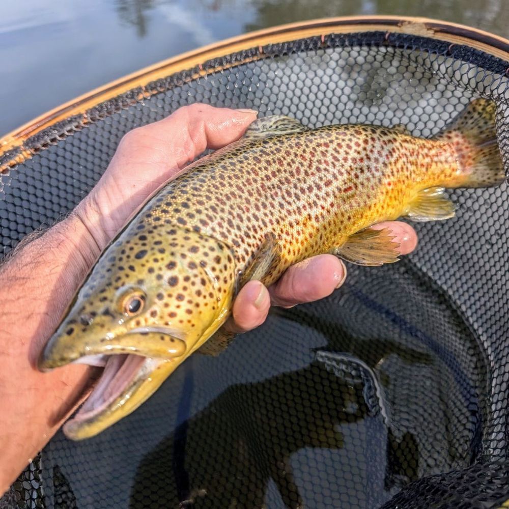 Hellbender Nets 🇺🇸 🎣
